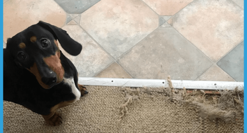Carpet Repair Pet Damage